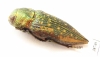 Buprestidae sp.  Argentina - INSECTS-STORE.RU