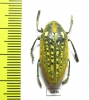 Julodis saudiarabica  Saudi Arabia - INSECTS-STORE.RU