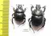 Chelotrupes kyliesi, pair  Spain - INSECTS-STORE.RU