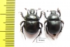 Chelotrupes laevipennis, pair  Spain - INSECTS-STORE.RU