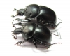 Chelotrupes momus, pair  Spain - INSECTS-STORE.RU