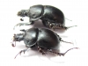 Chelotrupes kyliesi, pair  Spain - INSECTS-STORE.RU