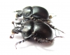 Chelotrupes laevipennis, pair  Spain - INSECTS-STORE.RU
