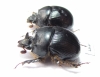 Bolbelasmus gallicus, pair  Spain - INSECTS-STORE.RU