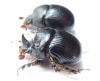 Bolbelasmus howdeni, pair  Spain - INSECTS-STORE.RU