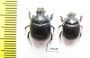 Bolbelasmus gallicus, pair  Spain - INSECTS-STORE.RU