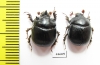 Bolbelasmus howdeni, pair  Spain - INSECTS-STORE.RU