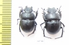 Lethrus potanini, pair  China - INSECTS-STORE.RU