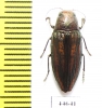 Buprestis lineata  USA - INSECTS-STORE.RU