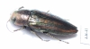 Buprestis lineata  USA - INSECTS-STORE.RU