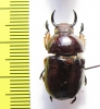 Didrepanephorus sp.  Vietnam - INSECTS-STORE.RU