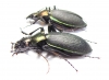 Carabus (Coptolabrus) jankowskii, pair  Russia, Far East - INSECTS-STORE.RU