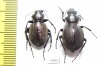 Callisthenes karelini vladimiri, pair  E.Kazakhstan - INSECTS-STORE.RU
