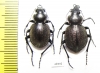 Callisthenes karelini vladimiri, pair  E.Kazakhstan - INSECTS-STORE.RU