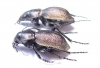 Callisthenes karelini vladimiri, pair  E.Kazakhstan - INSECTS-STORE.RU