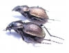 Callisthenes karelini vladimiri, pair  E.Kazakhstan - INSECTS-STORE.RU