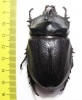 Oryctes gigas, male  Madagascar  69mm - INSECTS-STORE.RU