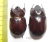 Blabephorus pinguis, pair  Malaysia - INSECTS-STORE.RU