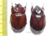 Blabephorus pinguis, pair  Malaysia - INSECTS-STORE.RU