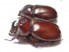 Blabephorus pinguis, pair  Malaysia - INSECTS-STORE.RU