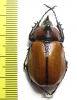 Golofa globulicornis  Mexico 33mm - INSECTS-STORE.RU