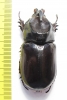 Oryctes latecavatus  Sao Tome  60mm - INSECTS-STORE.RU