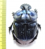 Coprophanaeus lancifer  Brasilia  42mm - INSECTS-STORE.RU