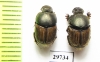 Onthophagus hirtus, pair  Spain - INSECTS-STORE.RU