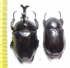 Allomyrina dichotomus, pair  Thailand  58mm - INSECTS-STORE.RU
