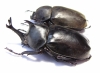 Allomyrina dichotomus, pair  Thailand  55mm - INSECTS-STORE.RU