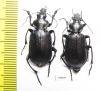 Calosoma maderae dsungaricum, pair  Russia, Astrakhan reg. - INSECTS-STORE.RU