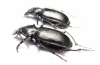 Calosoma maderae dsungaricum, pair  Russia, Astrakhan reg. - INSECTS-STORE.RU