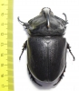 Oryctes gigas, male  Madagascar  69mm - INSECTS-STORE.RU