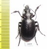 Calosoma investigator, male  Russia, Astrakhan reg. - INSECTS-STORE.RU