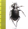 Calosoma investigator, male  Russia, Astrakhan reg. - INSECTS-STORE.RU