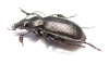Calosoma investigator, male  Russia, Astrakhan reg. - INSECTS-STORE.RU