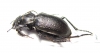 Calosoma investigator, male  Russia, Astrakhan reg. - INSECTS-STORE.RU