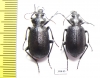 Calosoma denticolle, pair  Russia, Astrakhan reg. - INSECTS-STORE.RU
