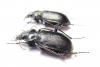 Calosoma denticolle, pair  Russia, Astrakhan reg. - INSECTS-STORE.RU