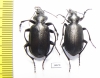 Calosoma maderae dsungaricum, pair  Russia, Astrakhan reg. - INSECTS-STORE.RU