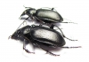 Calosoma maderae dsungaricum, pair  Russia, Astrakhan reg. - INSECTS-STORE.RU