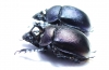 Enoplotrupes scharpi, pair  Thailand - INSECTS-STORE.RU