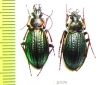 Carabus (Morphocarabus) mestsherjakovi  Russia, Krasnoyarsk reg. - INSECTS-STORE.RU
