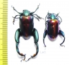 Sagra buqueti, pair  Malaysia - INSECTS-STORE.RU