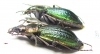 Carabus (Morphocarabus) mestsherjakovi  Russia, Krasnoyarsk reg. - INSECTS-STORE.RU