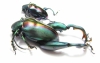 Sagra buqueti, pair  Malaysia - INSECTS-STORE.RU