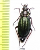 Carabus (Morphocarabus) mestsherjakovi  Russia, Krasnoyarsk reg. - INSECTS-STORE.RU
