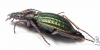 Carabus (Morphocarabus) mestsherjakovi  Russia, Krasnoyarsk reg. - INSECTS-STORE.RU