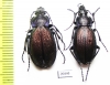 Carabus (Morphocarabus) regalis jenissoni  Russia, Krasnoyarsk reg. - INSECTS-STORE.RU