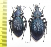 Carabus (Procerus) scabrosus caucasicus, pair  Russia  40/44mm - INSECTS-STORE.RU